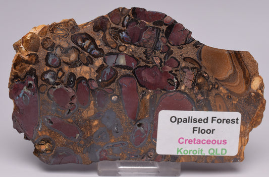 OPALISED FOREST FLOOR Polished, Koroit, Queensland, Australia S1295