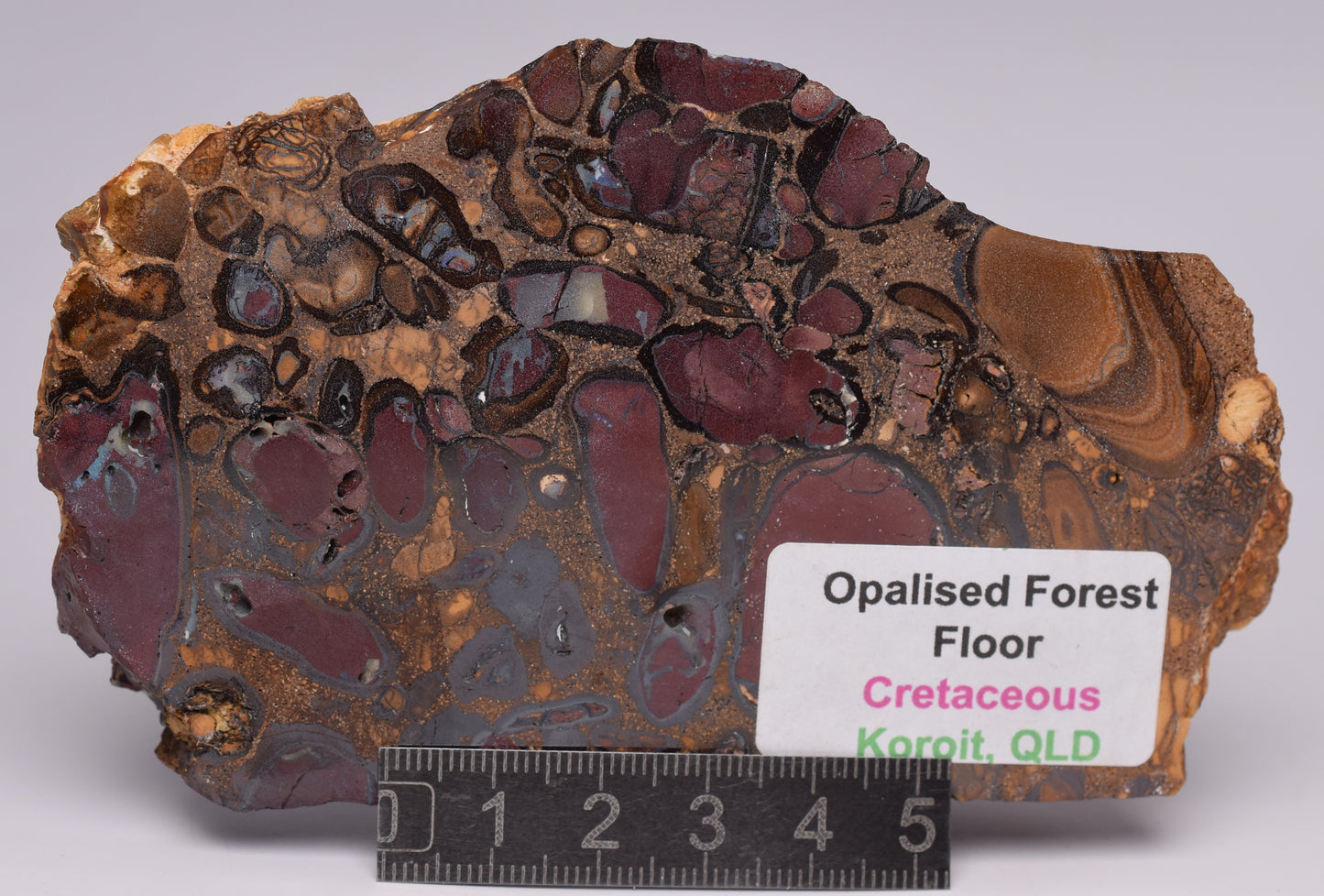 OPALISED FOREST FLOOR Polished, Koroit, Queensland, Australia S1295
