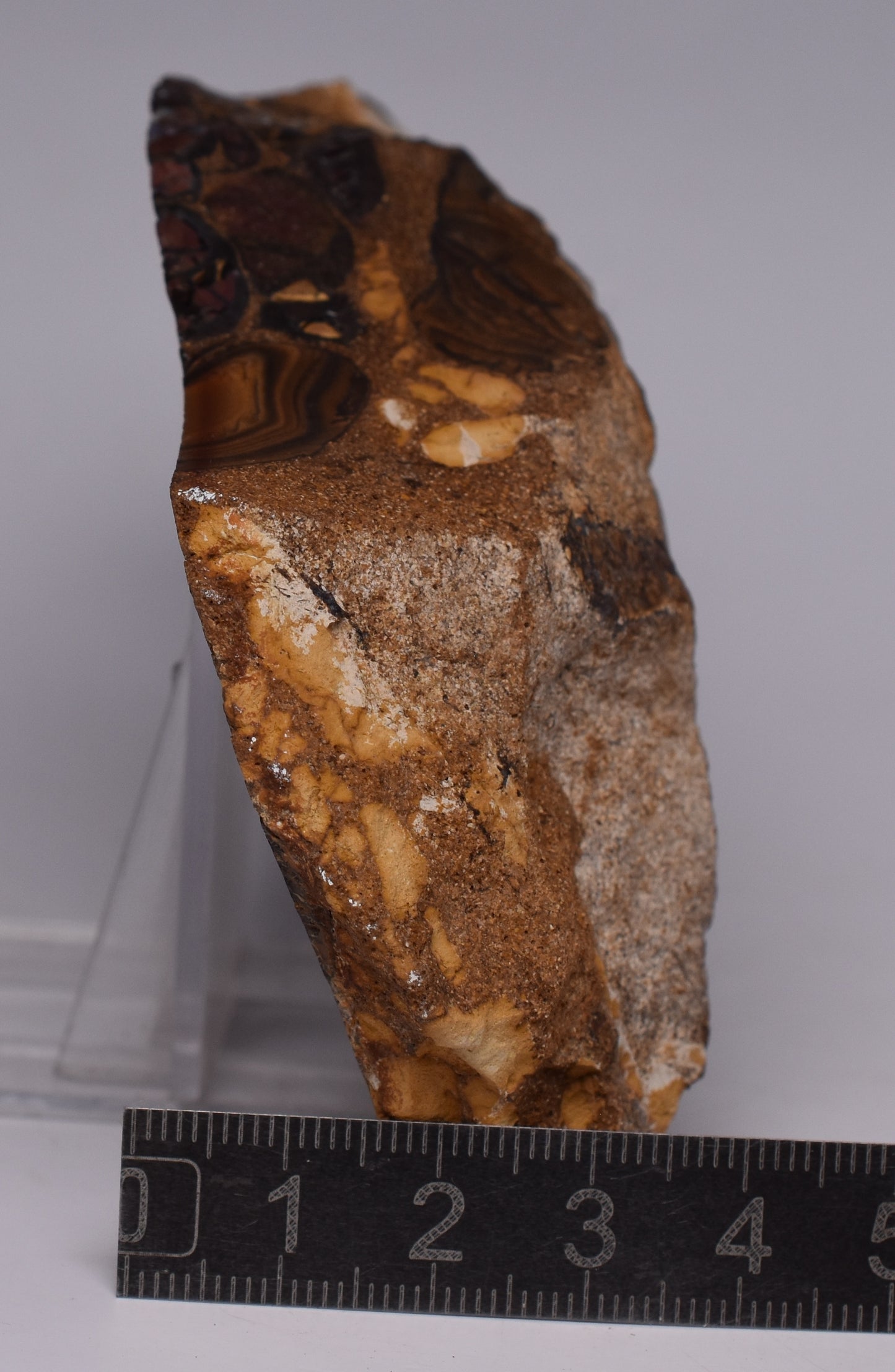 OPALISED FOREST FLOOR Polished, Koroit, Queensland, Australia S1295