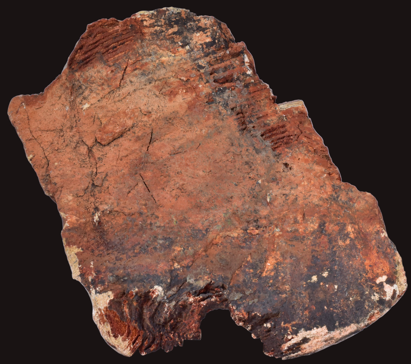 MICROBIAL MAT, Stromatolite STRELLEY POOL SLICE, S556