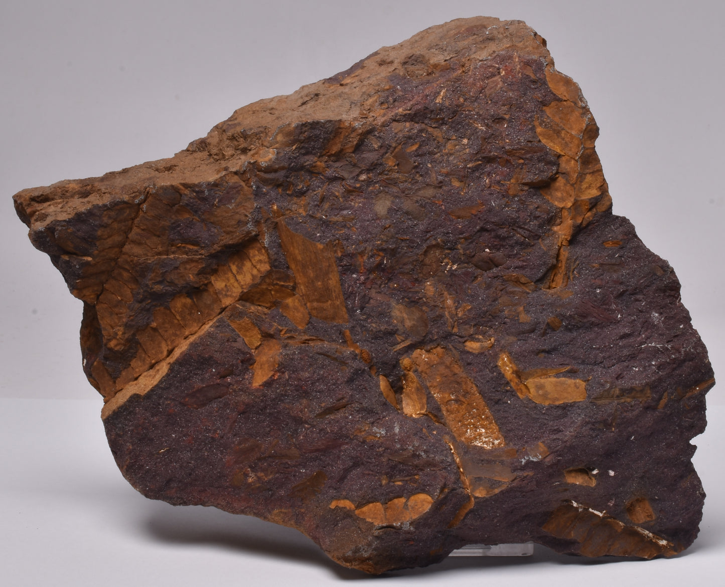 OTOZAMITES FEISTMANTELLI LEAF FOSSIL, QUEENSLAND, AUSTRALIA F593