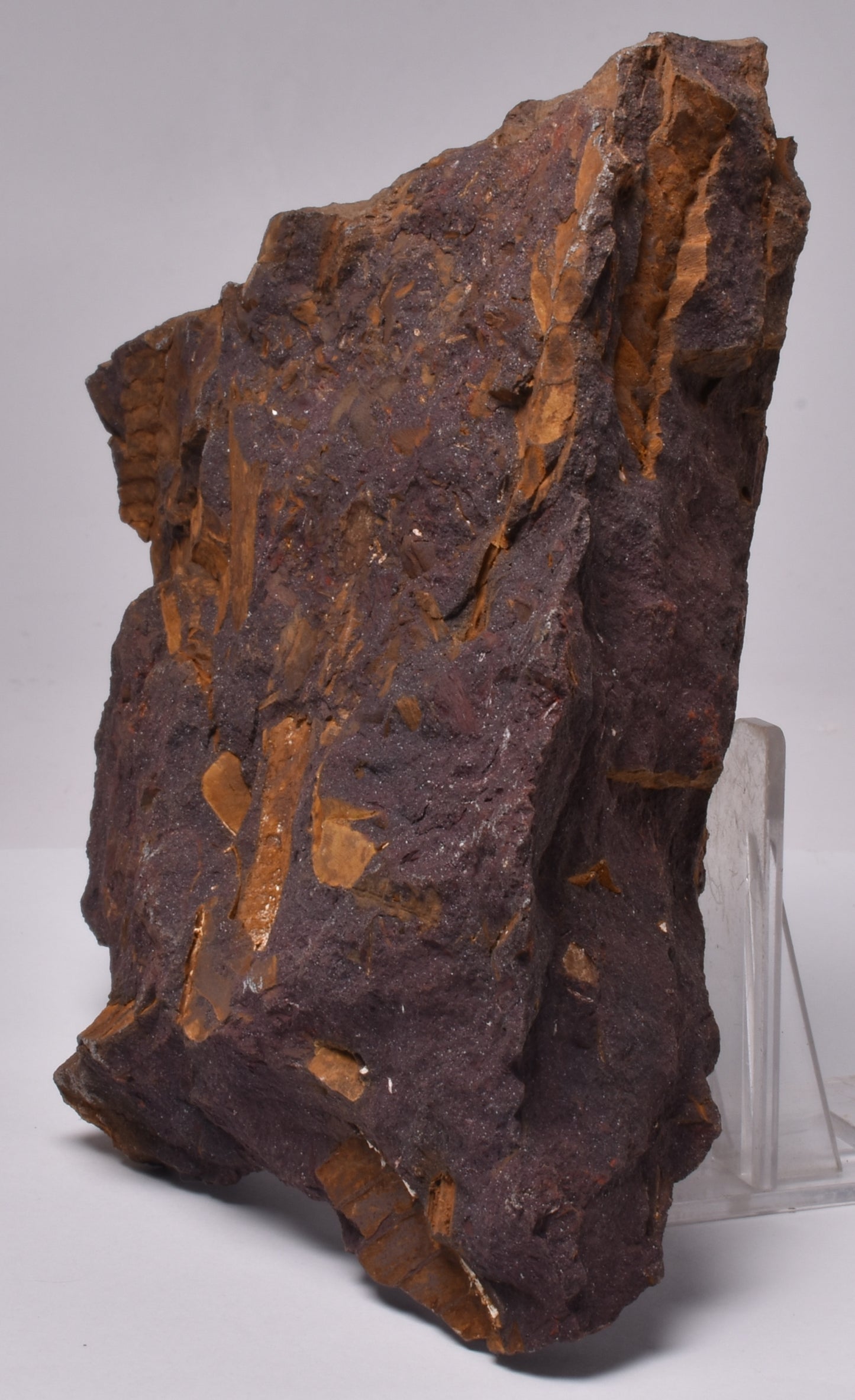OTOZAMITES FEISTMANTELLI LEAF FOSSIL, QUEENSLAND, AUSTRALIA F593