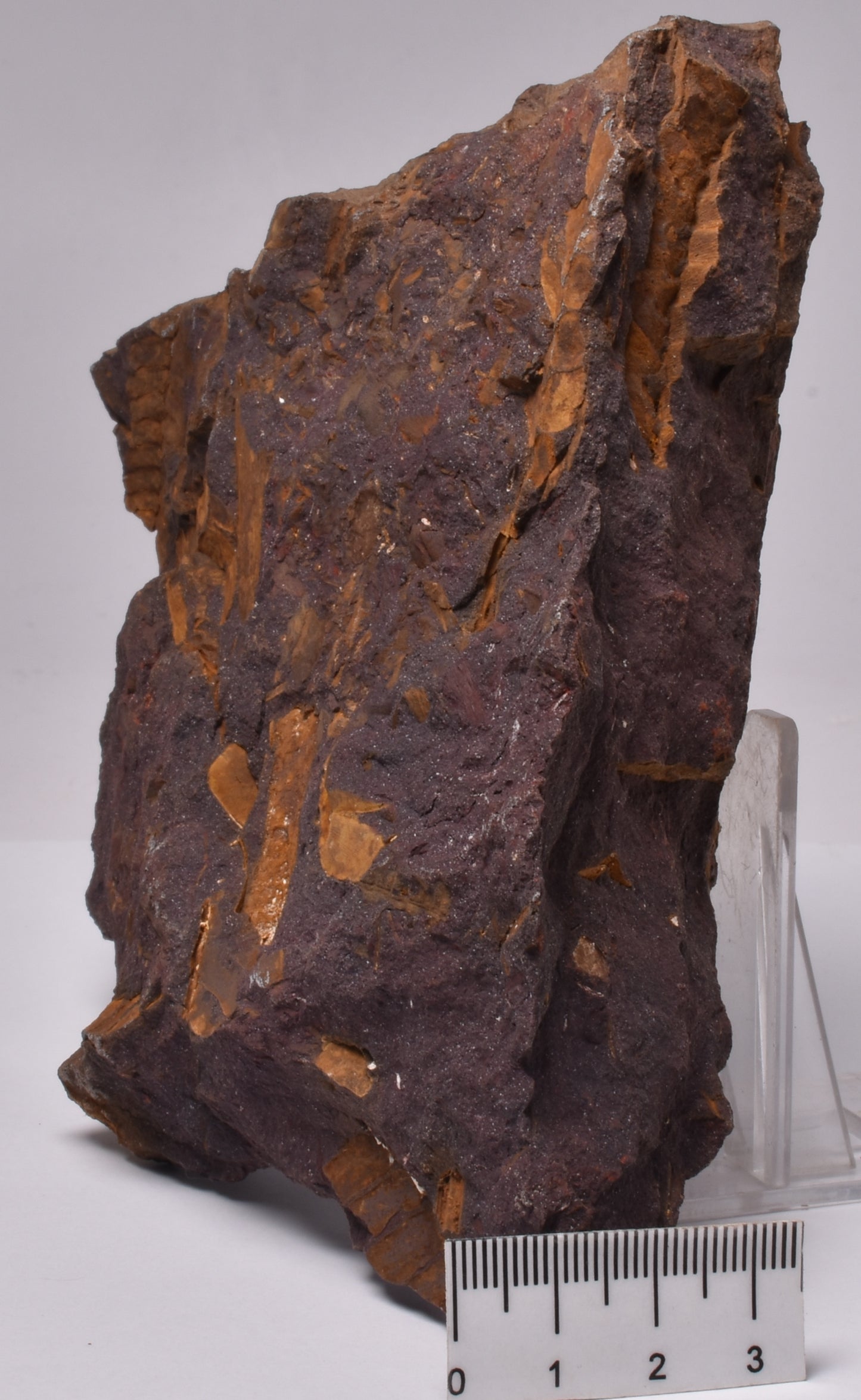 OTOZAMITES FEISTMANTELLI LEAF FOSSIL, QUEENSLAND, AUSTRALIA F593