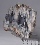 Merlinite Polished Slice, Dentritic Chalcedony, 213 grams Australia S473