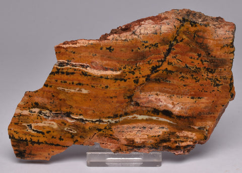 Stromatolite STRELLEY POOL SLICE, 3.4byo, S1027