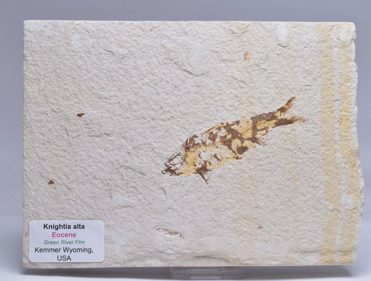 FISH FOSSIL, KNIGHTIA ALTA FISH FOSSIL F361