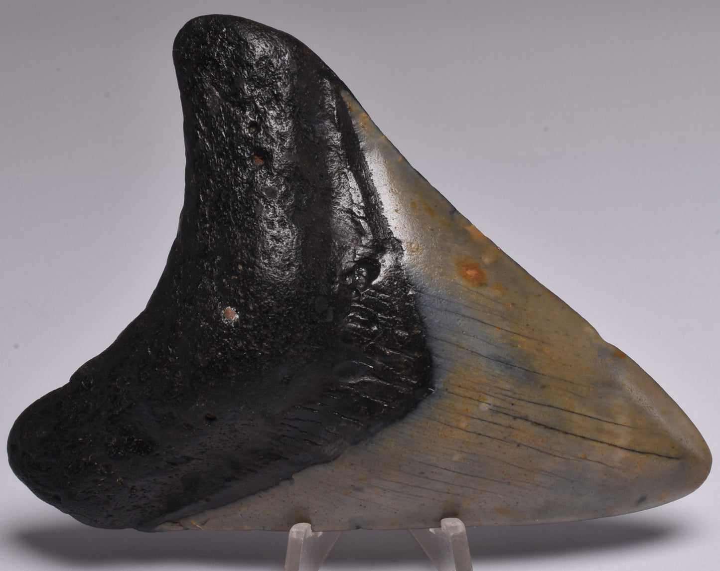 CAECHARODON MEGALODON SHARK TOOTH 78 grams F299