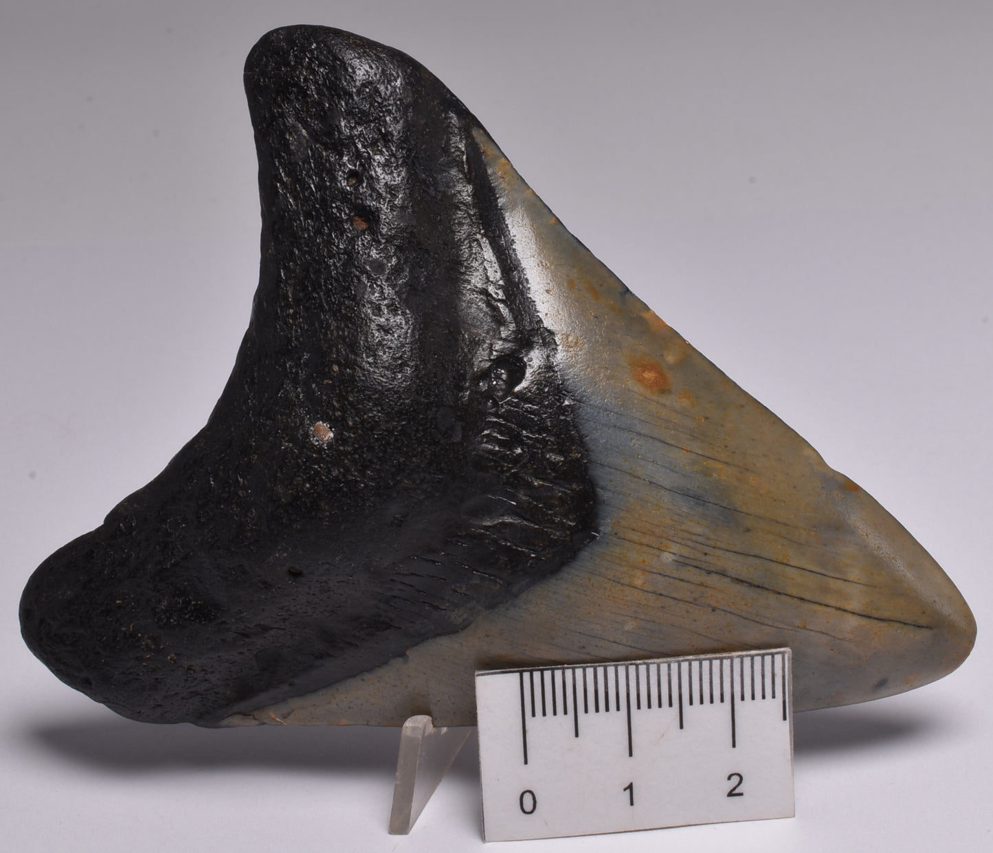 CAECHARODON MEGALODON SHARK TOOTH 78 grams F299
