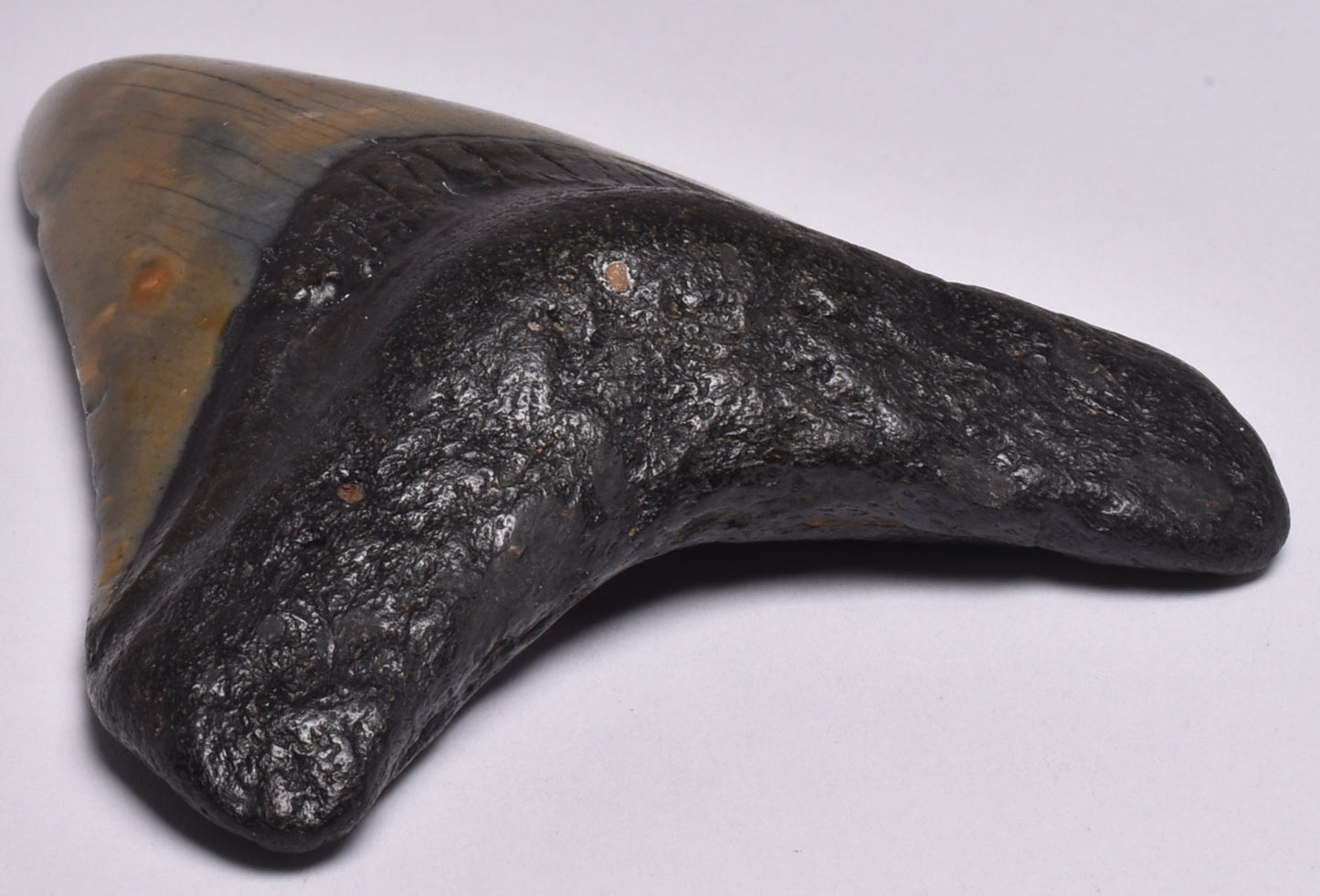 CAECHARODON MEGALODON SHARK TOOTH 78 grams F299