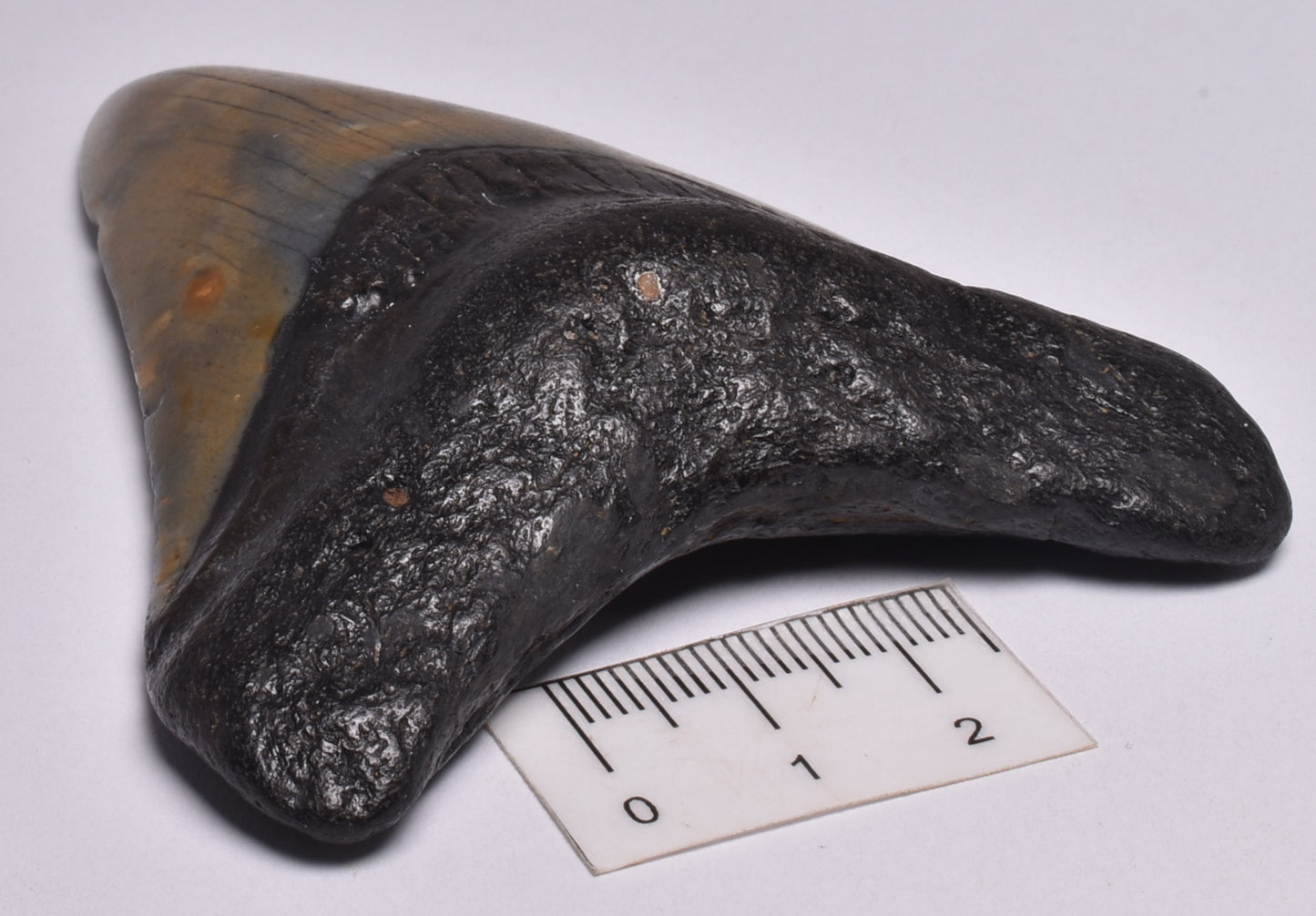 CAECHARODON MEGALODON SHARK TOOTH 78 grams F299