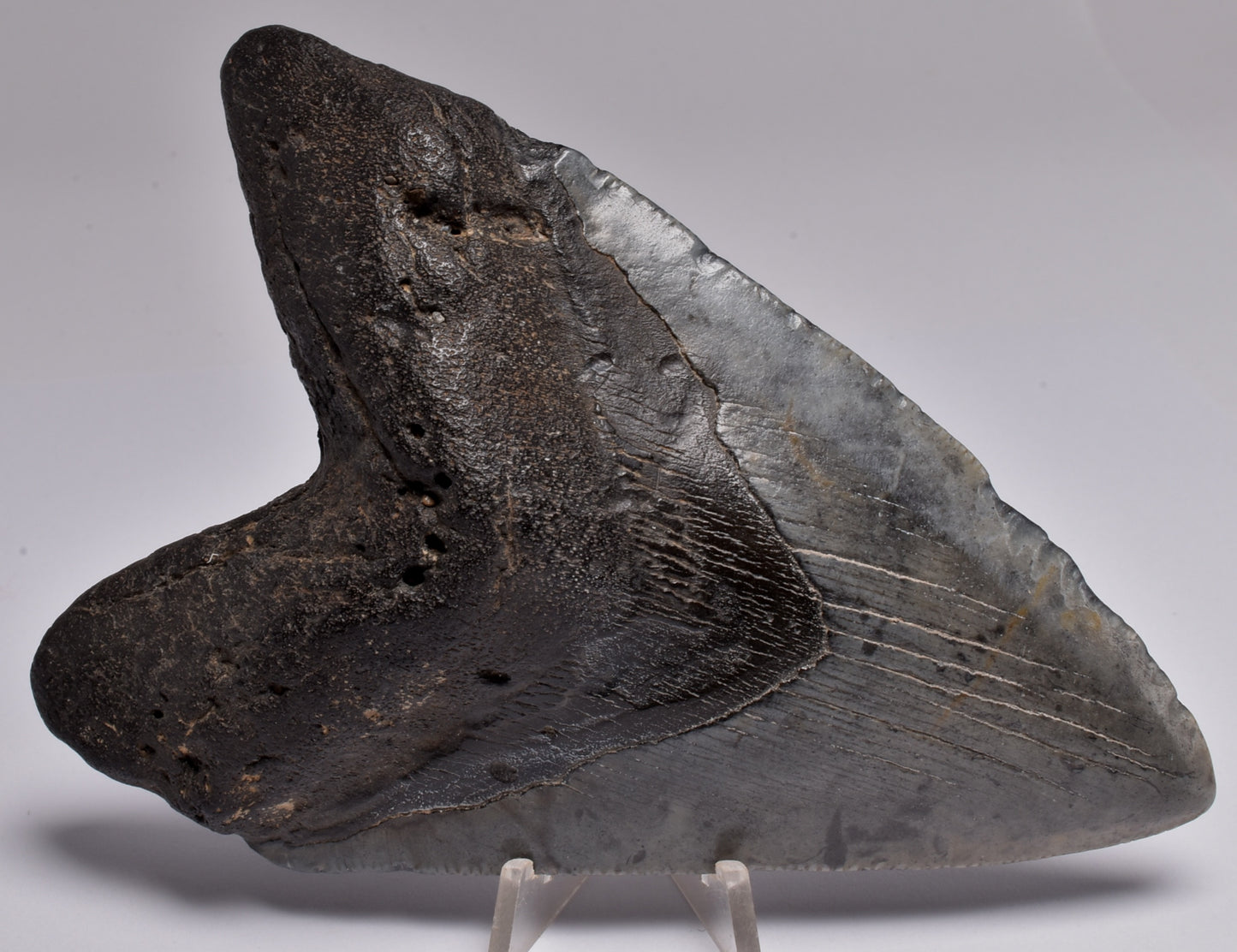 CAECHARODON MEGALODON SHARK TOOTH 136 grams F300