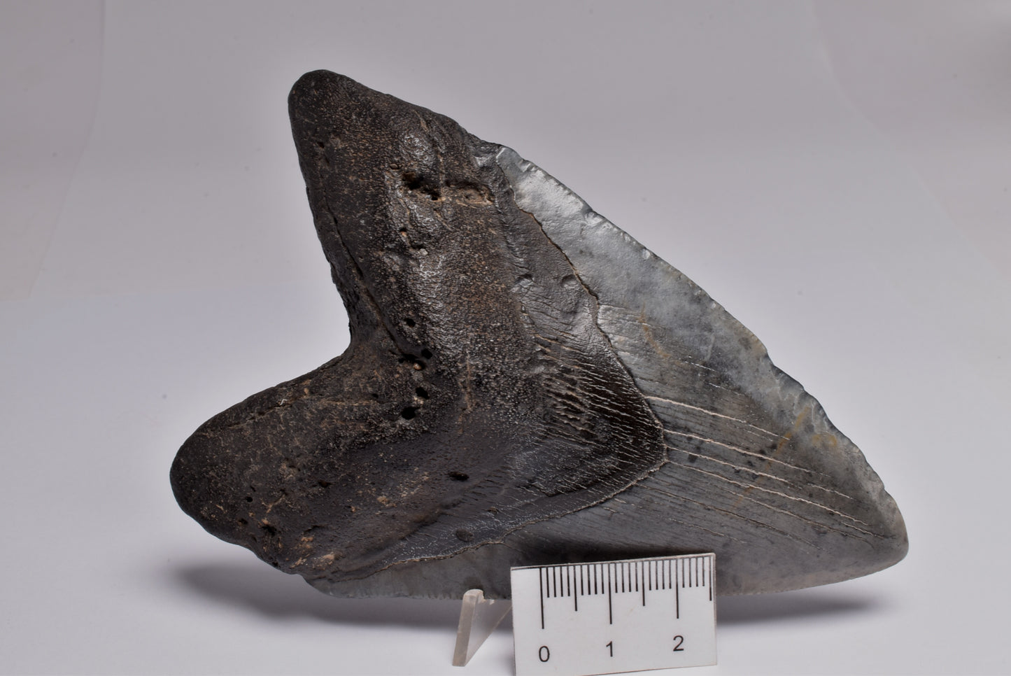 CAECHARODON MEGALODON SHARK TOOTH 136 grams F300