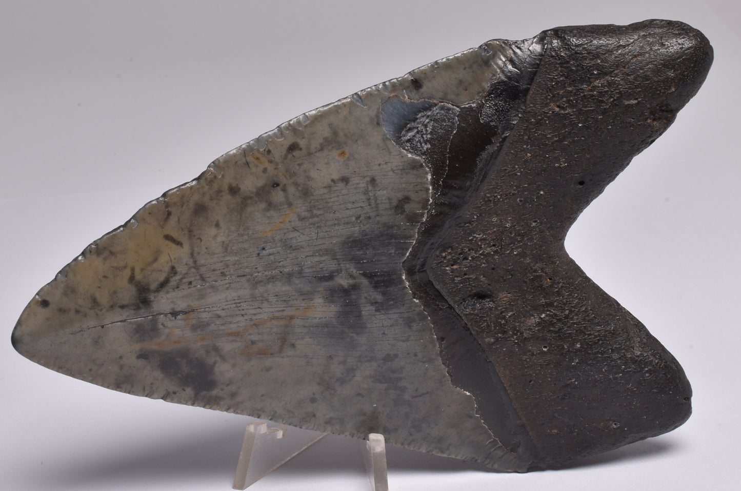 CAECHARODON MEGALODON SHARK TOOTH 136 grams F300