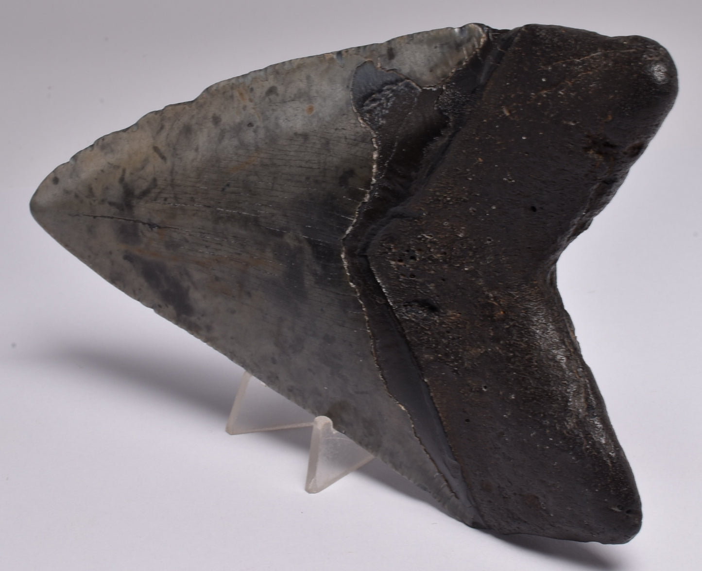 CAECHARODON MEGALODON SHARK TOOTH 136 grams F300