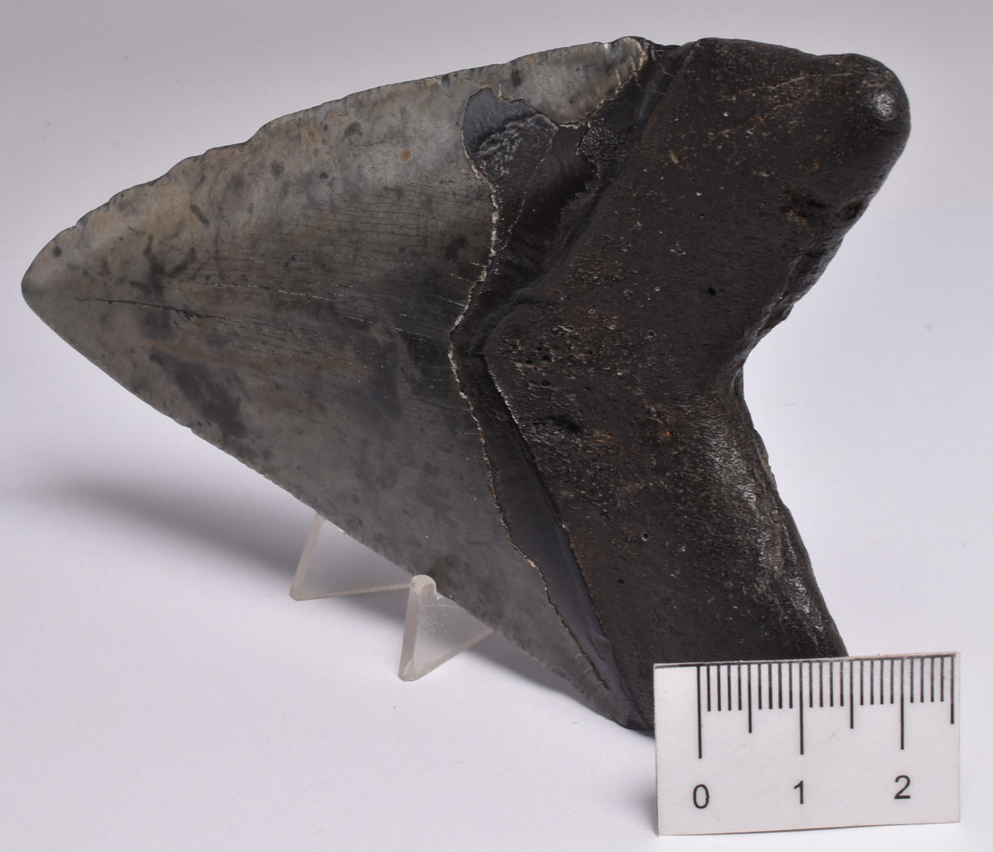 CAECHARODON MEGALODON SHARK TOOTH 136 grams F300