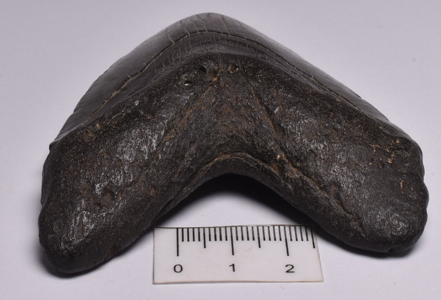 CAECHARODON MEGALODON SHARK TOOTH 136 grams F300