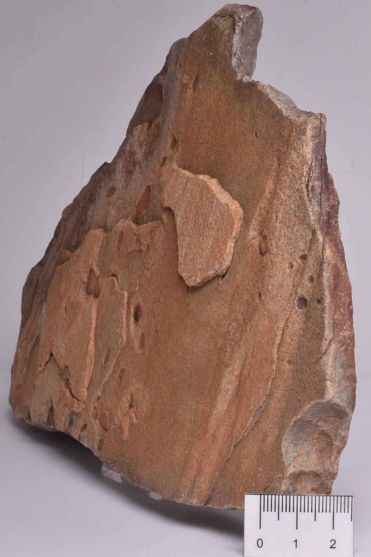 NAMACALATHUS HERMANASTES, LATE EDIACARAN FOSSIL NAMBIA F356