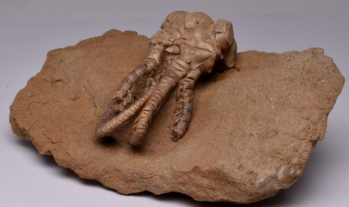 CRINOID FOSSIL, Jimbacrinus Bostocki, Western Australia, CR23