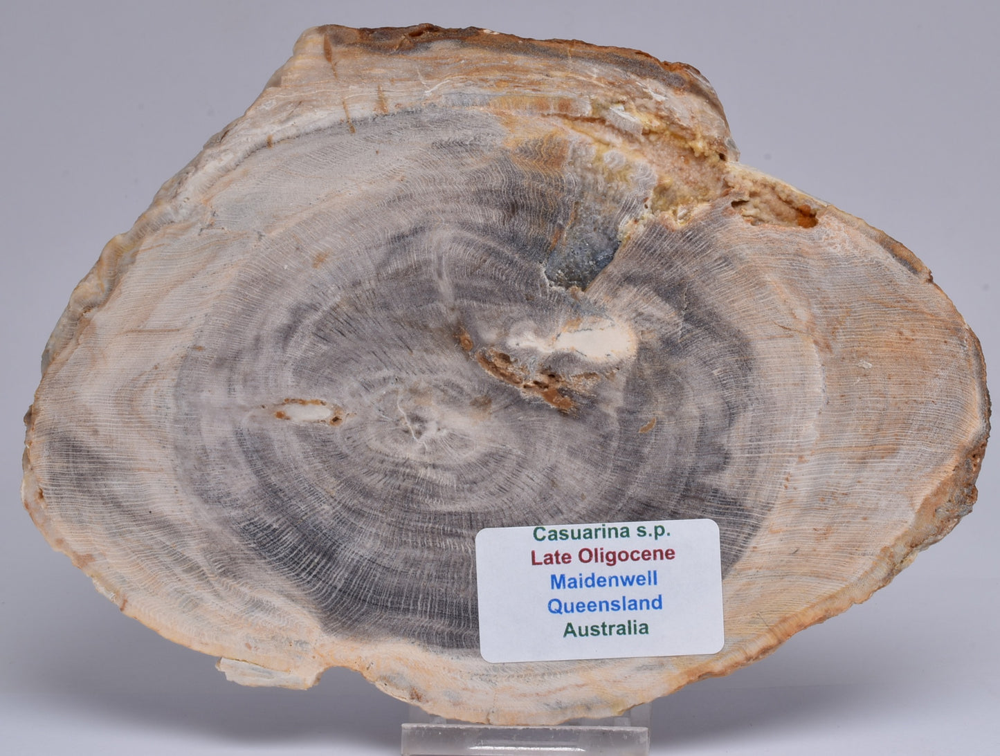 CASUARINA PETRIFIED FOSSIL WOOD, late Oligocene, Queensland Australia S1253