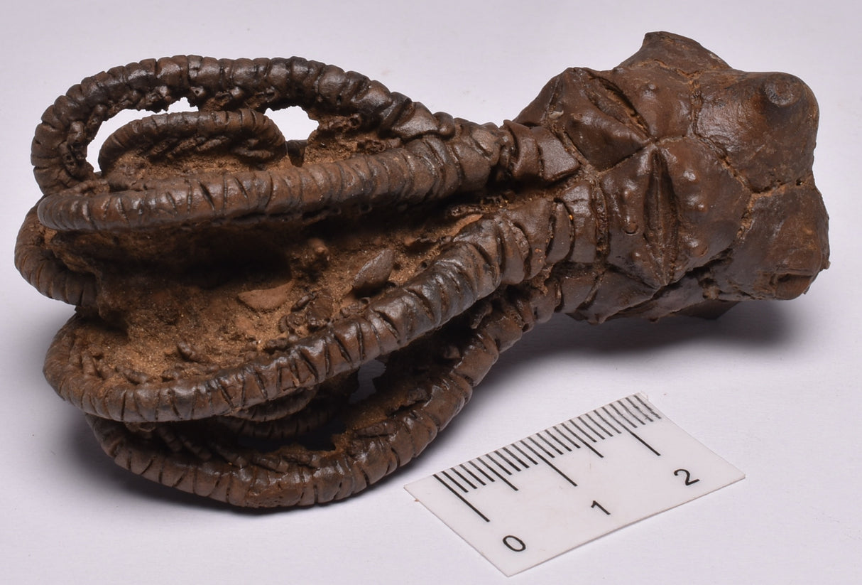 CRINOID FOSSIL, Jimbacrinus Bostocki, Western Australia, CR17