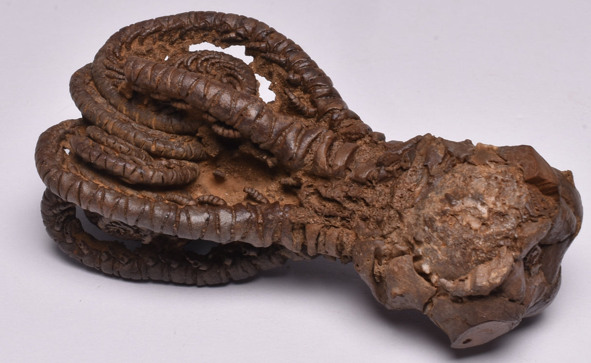 CRINOID FOSSIL, Jimbacrinus Bostocki, Western Australia, CR17