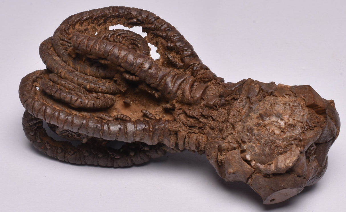 CRINOID FOSSIL, Jimbacrinus Bostocki, Western Australia, CR17