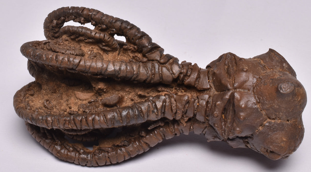 CRINOID FOSSIL, Jimbacrinus Bostocki, Western Australia, CR17