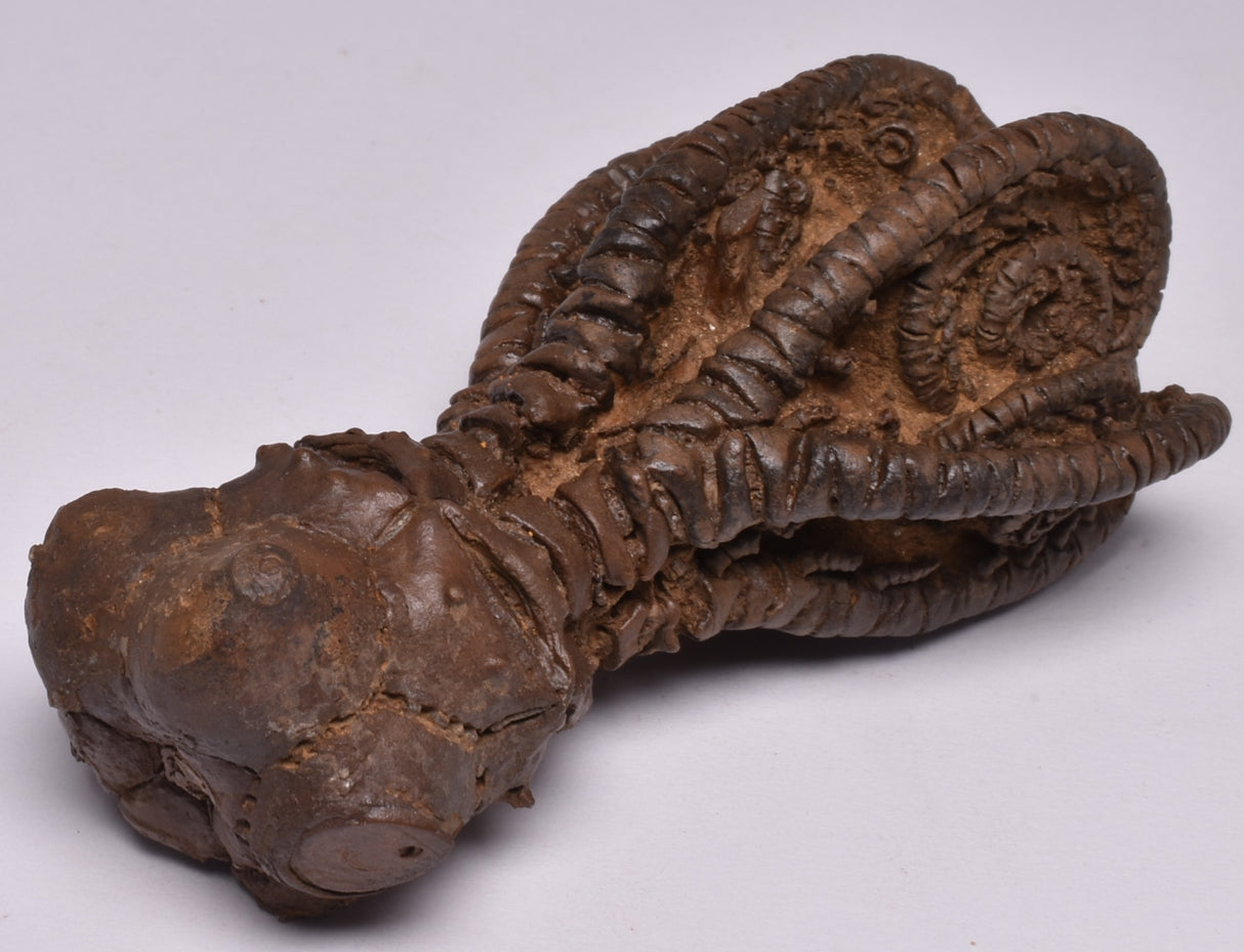 CRINOID FOSSIL, Jimbacrinus Bostocki, Western Australia, CR17