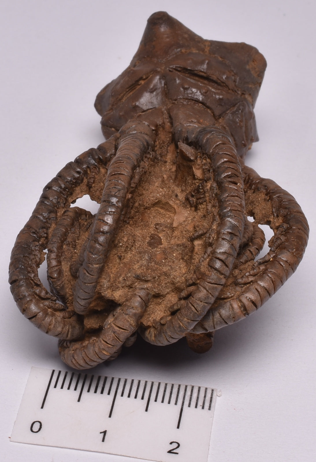 CRINOID FOSSIL, Jimbacrinus Bostocki, Western Australia, CR17