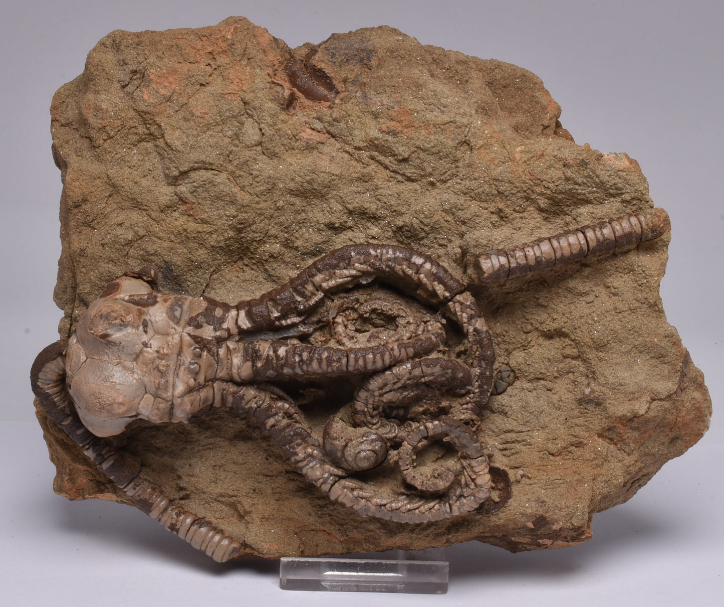 CRINOID FOSSIL, Jimbacrinus Bostocki, Western Australia, CR18