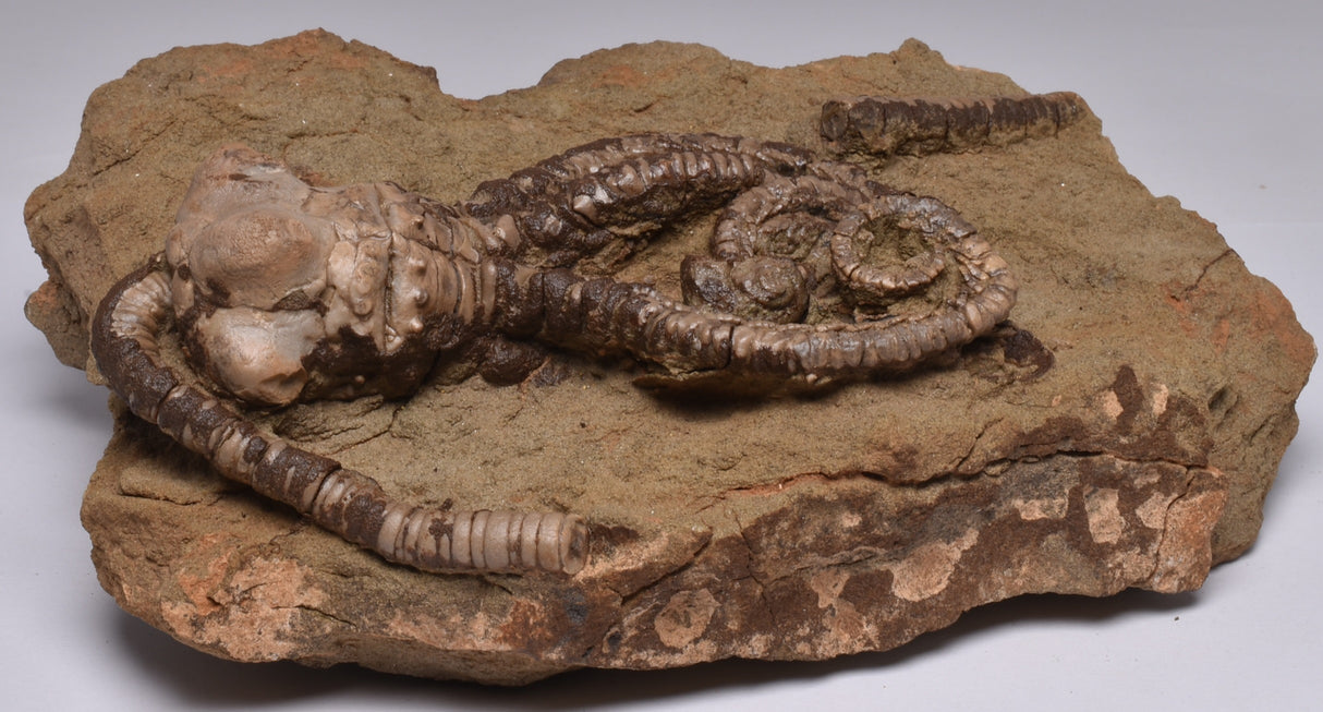 CRINOID FOSSIL, Jimbacrinus Bostocki, Western Australia, CR18