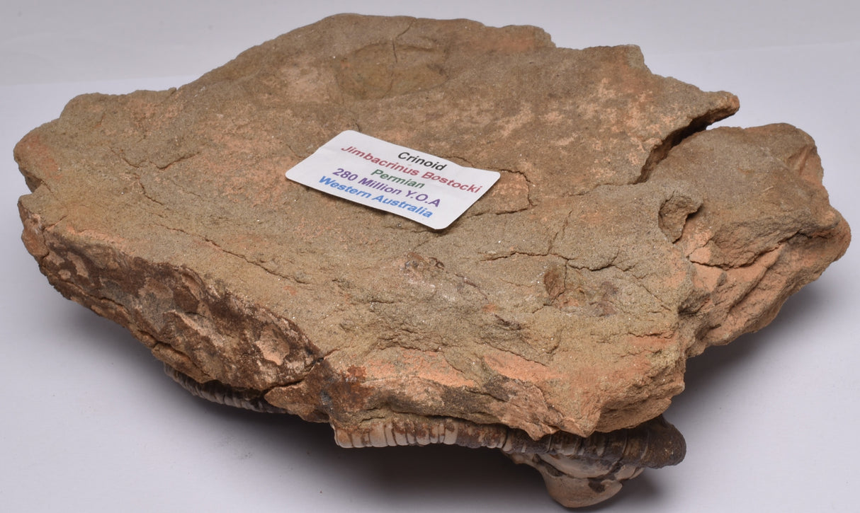 CRINOID FOSSIL, Jimbacrinus Bostocki, Western Australia, CR18