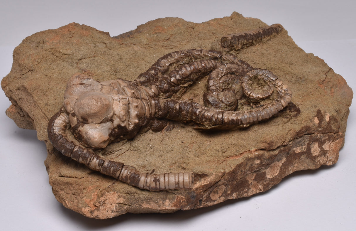 CRINOID FOSSIL, Jimbacrinus Bostocki, Western Australia, CR18