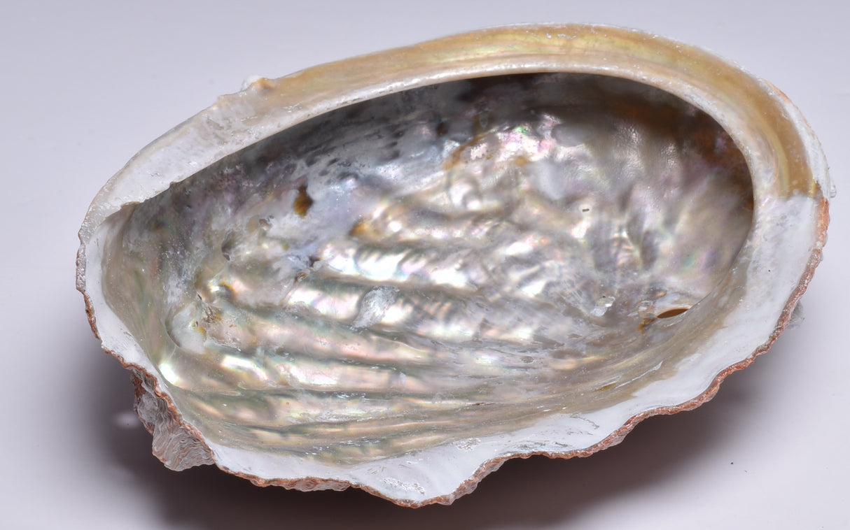 ABALONE SHELL P121