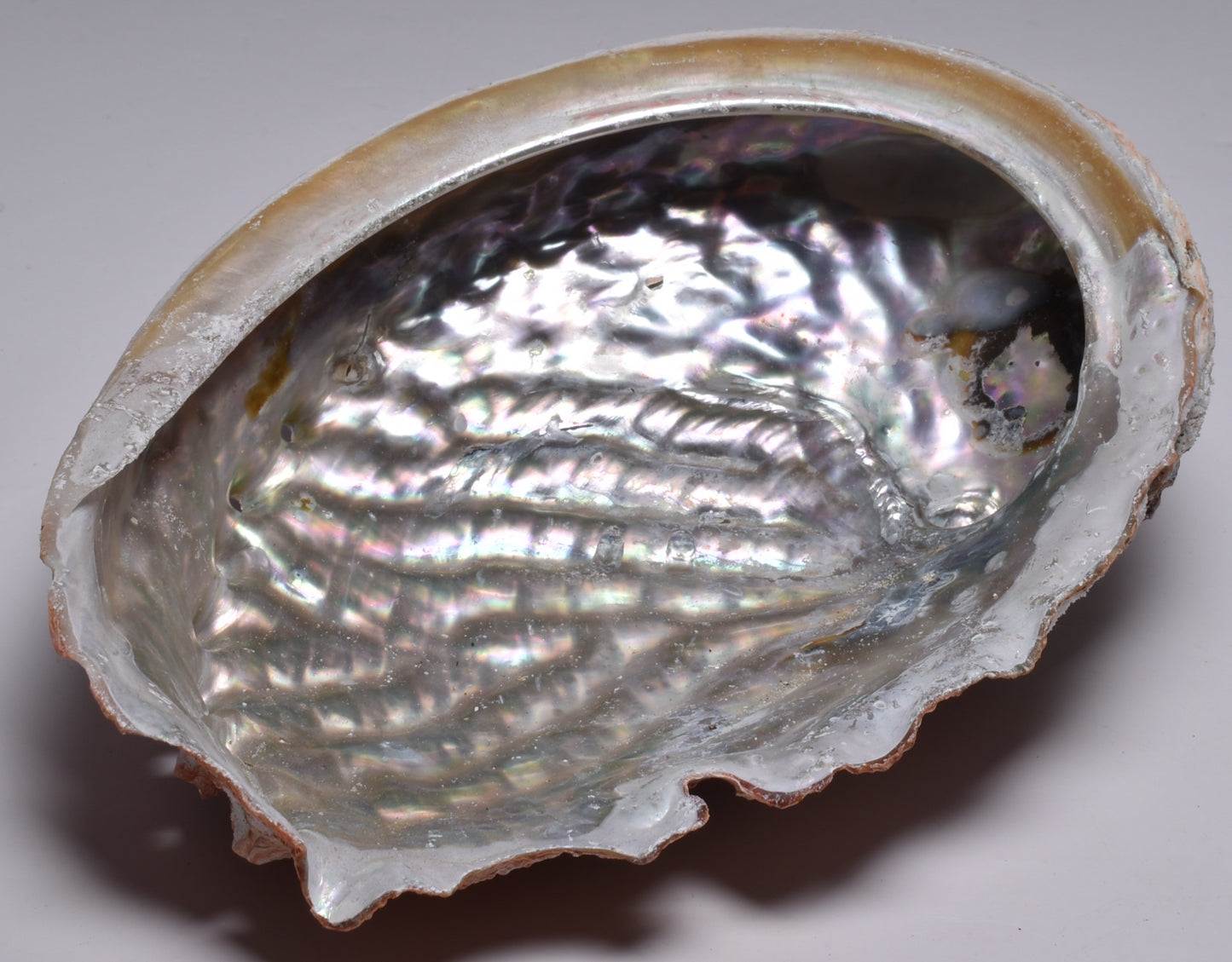 ABALONE SHELL P126