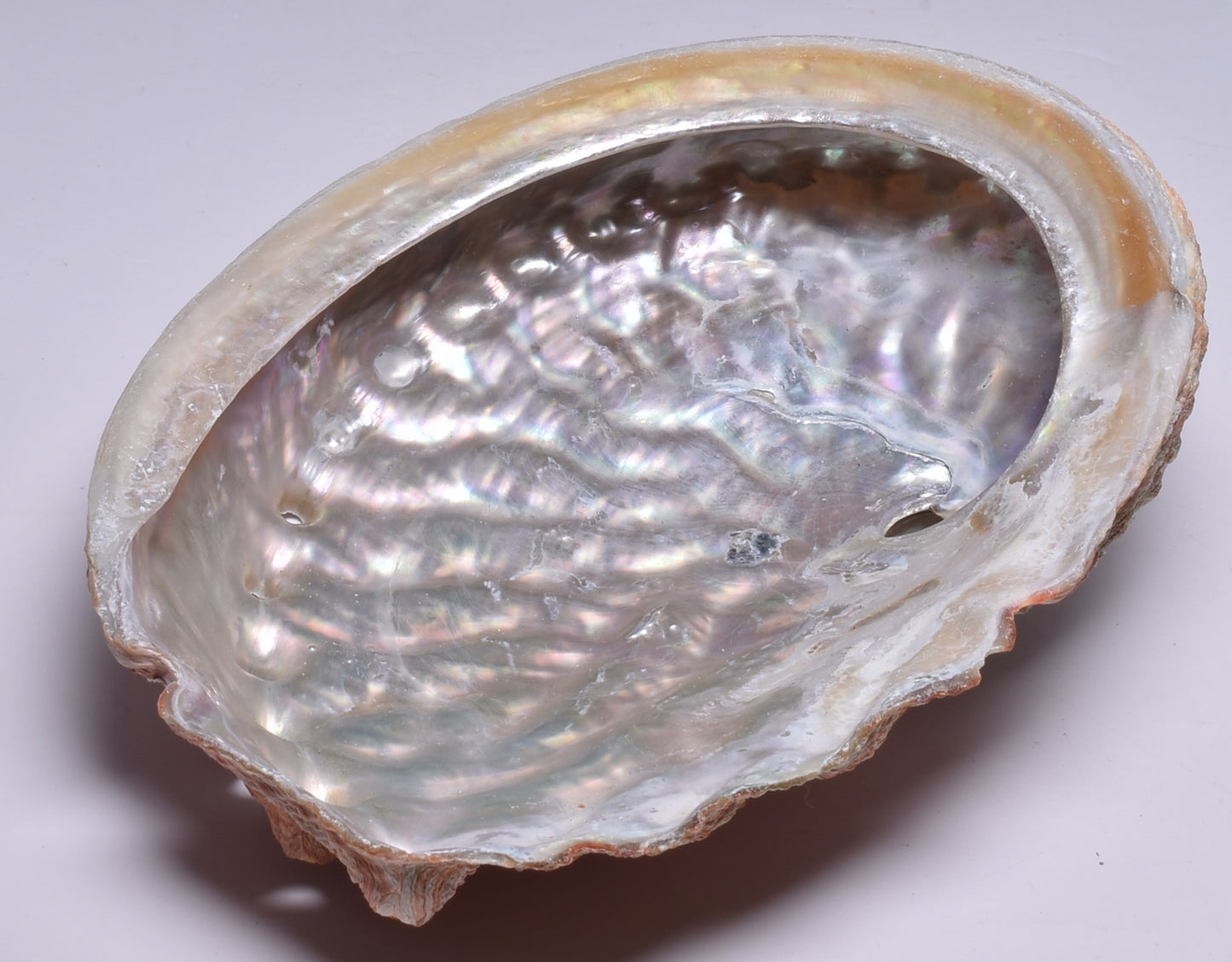 ABALONE SHELL P129