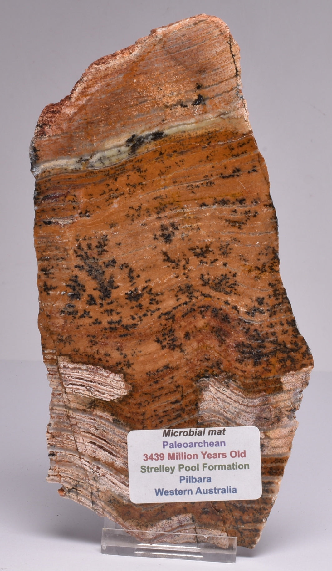 MICROBIAL MAT, Stromatolite STRELLEY POOL SLICE, 3.4byo, Australia S755