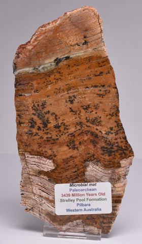 Stromatolite STRELLEY POOL SLICE, 3.4byo, Australia S755