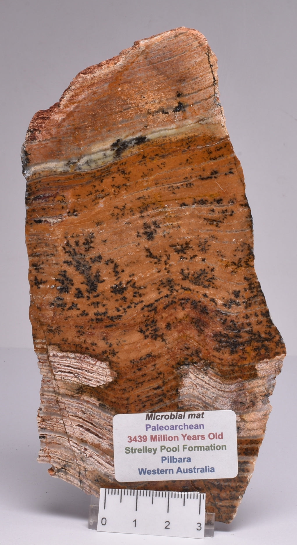 MICROBIAL MAT, Stromatolite STRELLEY POOL SLICE, 3.4byo, Australia S755