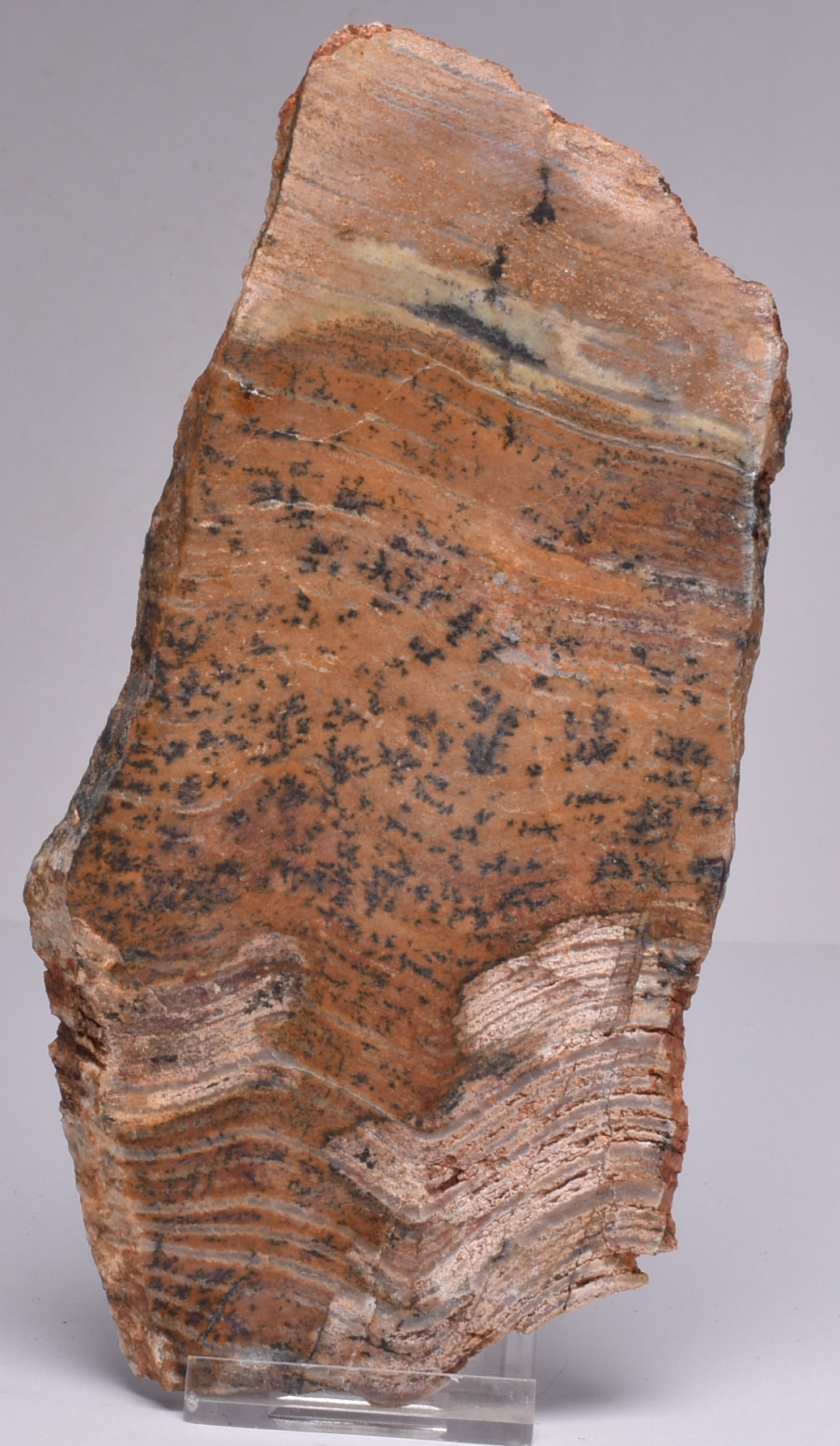 MICROBIAL MAT, Stromatolite STRELLEY POOL SLICE, 3.4byo, Australia S755