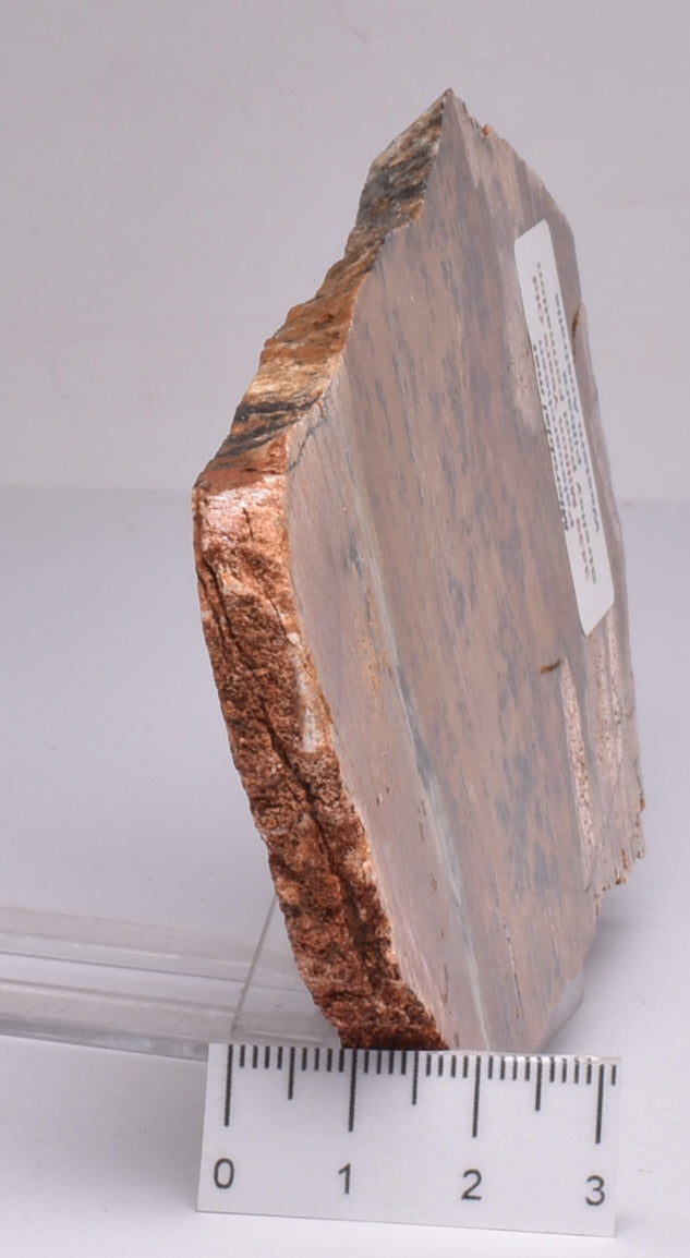 MICROBIAL MAT, Stromatolite STRELLEY POOL SLICE, 3.4byo, Australia S755