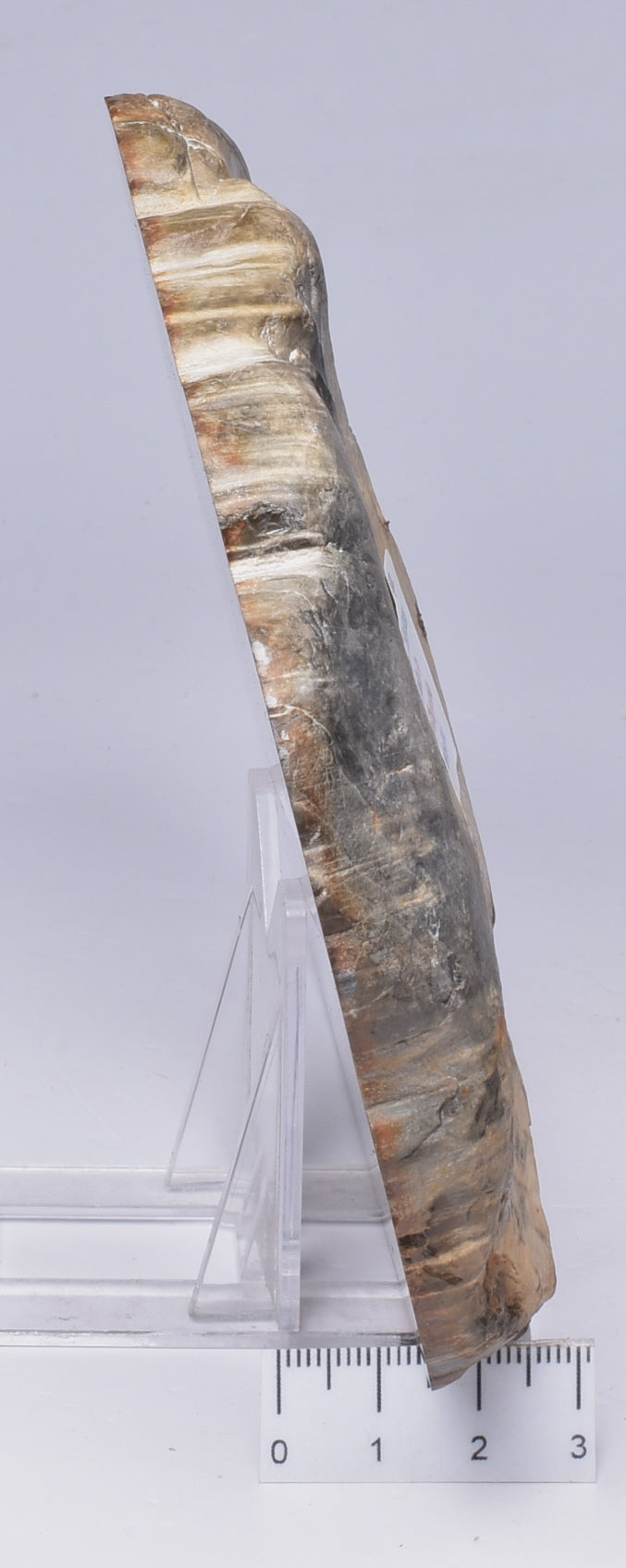 AGATHOXYLON WOOD, FOSSIL Slice, Early Cretaceous, Miles Queensland Australia S1220