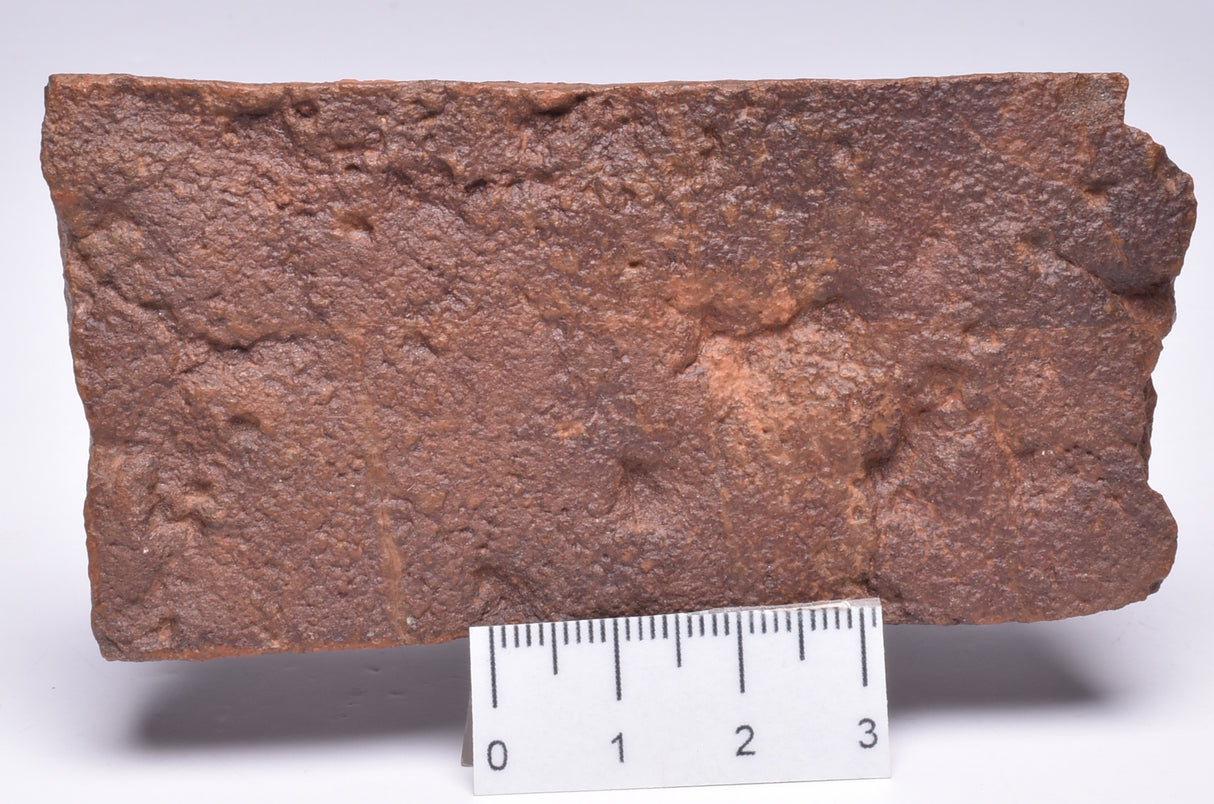 HORODYSKIA Mesoproterozoic 1.4 B.Y.O, AUSTRALIAN FOSSIL F315