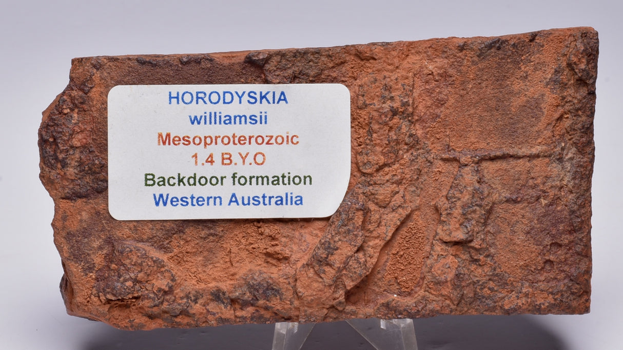 HORODYSKIA Mesoproterozoic 1.4 B.Y.O, AUSTRALIAN FOSSIL F315