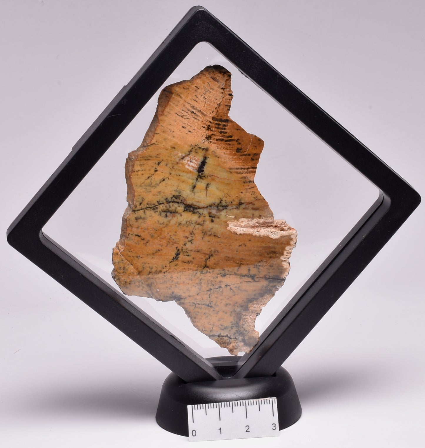 MICROBIAL MAT, STRELLEY POOL SLICED STROMATOLITE, 3.43 byo, Australia S1221