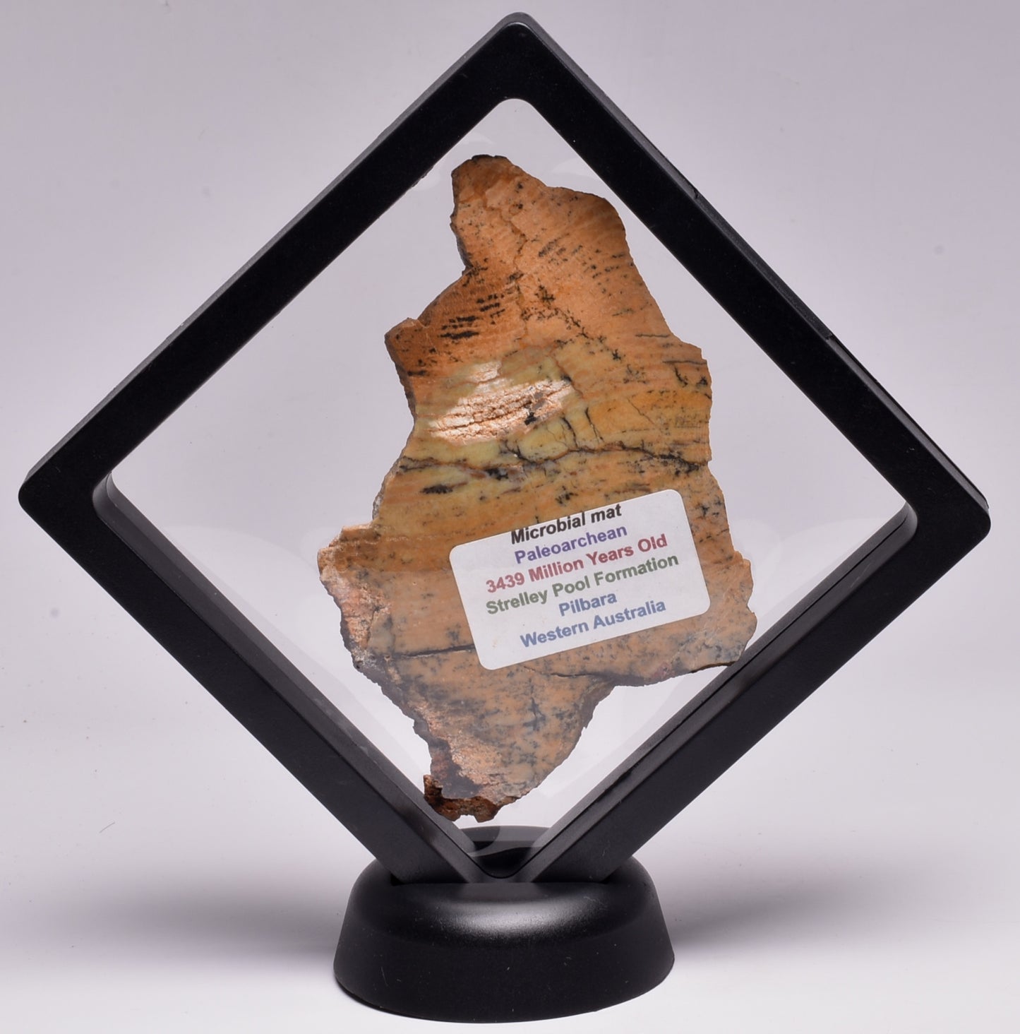 MICROBIAL MAT, STRELLEY POOL SLICED STROMATOLITE, 3.43 byo, Australia S1221