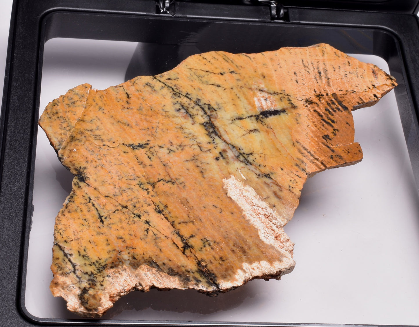 MICROBIAL MAT, STRELLEY POOL SLICED STROMATOLITE, 3.43 byo, Australia S1221