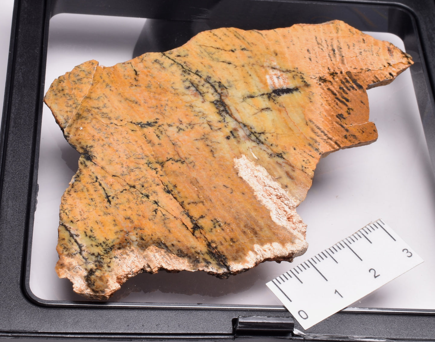 MICROBIAL MAT, STRELLEY POOL SLICED STROMATOLITE, 3.43 byo, Australia S1221