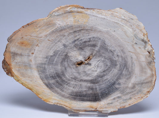 CASUARINA PETRIFIED FOSSIL WOOD, late Oligocene, Queensland Australia S1093