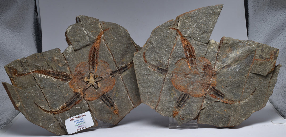 OPHIURA SPECIMEN, BRITTLE STAR, ZAGORA, MOROCCO F348